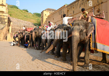 Asiatische Elefanten im Amber Fort (Amer Fort) in Jaipur, Rajasthan, Indien Stockfoto