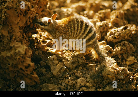 Numbat (Myrmecobius Fasciatus), Fütterung am Termite-Hügel. Südwesten Westaustralien Stockfoto