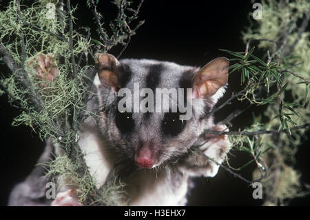 Eichhörnchen-Glider (Petaurus Norfolcensis), Gesicht. Ost-Australien Stockfoto
