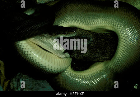 Olive Python (Liasis Olivaceus), Essen eine Bandicoot. Erwachsene können so groß wie ein Felsen-Wallaby Beute fressen. Nord-Australien Stockfoto