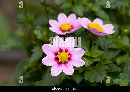 Dahlie 'Exotische Zwerg' Blumen. Stockfoto