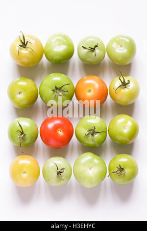 Lycopersicon Esculentum. Tomaten-Muster. Stockfoto