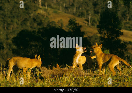 Dingos (Canis Dingo), drei Monate alten Welpen Gezanke um einen Känguru-Kadaver. Ostküste, New-South.Wales, Australien Stockfoto