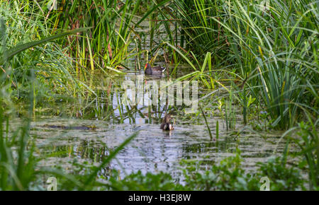 Binsen wachsen in einem seichten Teich mit Enten schwimmen. Stockfoto