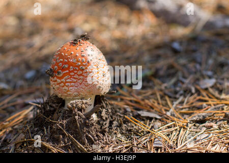 Kleine Pilze aus dem Boden um die Tannennadeln wachsen. Stockfoto