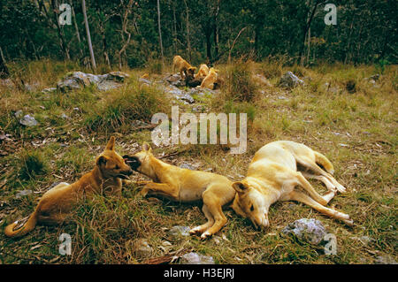 Dingos (Canis Dingo), Erwachsene mit Welpen und anderen Welpen Essen Wombat im Hintergrund ruht. Ost-Australien Stockfoto