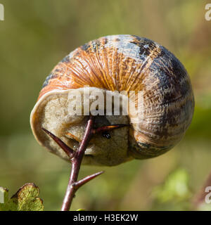 Garten-Schnecke (Cornu Aspersum) aufgespießt auf Dorn. Eine Molluske in der Familie Helicidae nicht in der Lage zu entkommen, scharfe Weißdorn spike Stockfoto