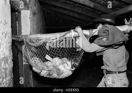 AN, EL SALVADOR, FEB 1984: - innerhalb der FPL Guerilla Zones of Control A Child von der salvadorianischen Luftwaffe bei einem Luftangriff verwundet wird, ein Health-Post gebracht. Sein Bruder und seine Mutter wurden ebenfalls verletzt und ein weiteres Kind getötet.     Foto: Mike Goldwater Stockfoto