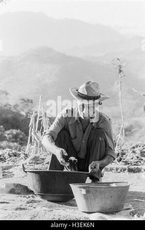 CHALATENANGO, EL SALVADOR, FEB 1984: - Innerhalb der FPL-Guerilla Zones of Control - sortiert ein Landwirt seine Maisernte. Stockfoto