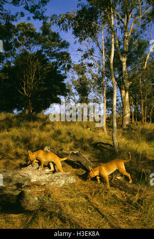 Dingos (Canis Dingo), drei-Monats-jungen in offenen Wald. Kosciuszko-Nationalpark, New South Wales, Australien Stockfoto