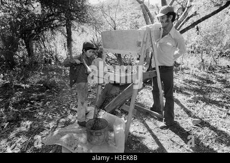 CHALATENANGO, EL SALVADOR, FEB 1984: - innerhalb der FPL Guerilla Zones of Control A Boy hilft seinem Vater auf der Farm. Stockfoto