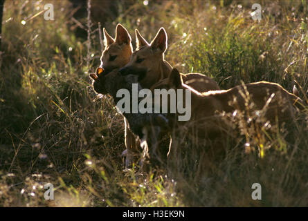 Dingos (Canis Dingo), drei-Monats-Welpen Gezanke um einen toten Hasen. Ostküste, New-South.Wales, Australien Stockfoto