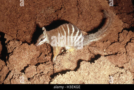 Numbat (Myrmecobius fasciatus), Fütterung an termite Damm. Gefährdete Arten. Southwest Western Australia Stockfoto