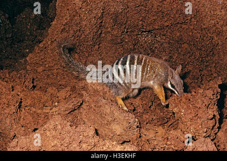 Numbat (Myrmecobius Fasciatus), Fütterung am Termite-Hügel. Südwesten Westaustralien Stockfoto