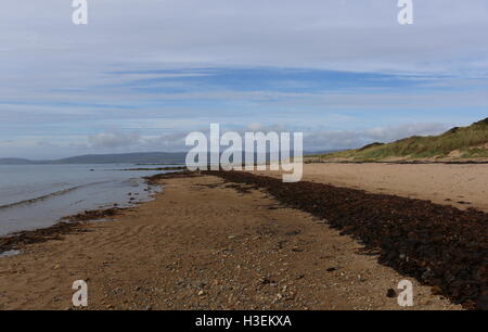 Algen am Strand Drumadoon Bay in der Nähe von Blackwaterfoot Isle of Arran Schottland September 2016 Stockfoto