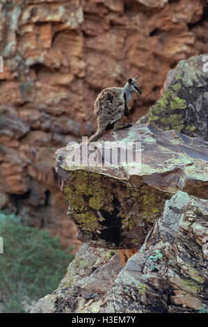 Flankiert von schwarzen Felsen-Wallaby (Petrogale Lateralis). Simpsons Gap, West MacDonnell-Nationalpark, Northern Territory, Australien Stockfoto