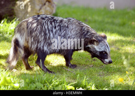 Marderhund (Nyctereutes Procyonoides) auf dem Rasen von Profil gesehen Stockfoto