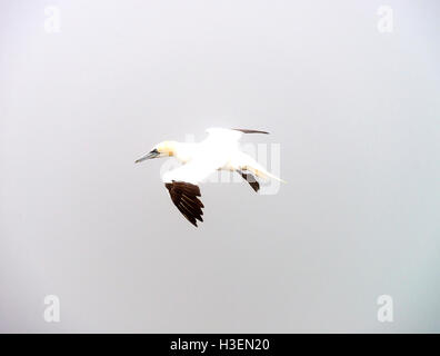 Eine schöne Gannet aus einer Meer-Bund an Bempton Klippen North Yorkshire England Vereinigtes Königreich UK Stockfoto