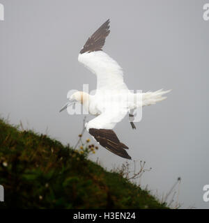 Eine schöne Gannet aus einer Meer-Bund an Bempton Klippen North Yorkshire England Vereinigtes Königreich UK Stockfoto