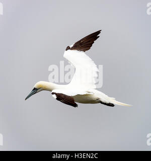 Eine schöne Gannet aus einer Meer-Bund an Bempton Klippen North Yorkshire England Vereinigtes Königreich UK Stockfoto