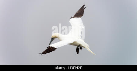 Eine schöne Gannet aus einer Meer-Bund an Bempton Klippen North Yorkshire England Vereinigtes Königreich UK Stockfoto