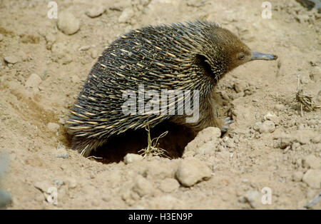 Short-Beaked Echidna (Tachyglossus aculeatus), Graben im Boden. Australien Stockfoto
