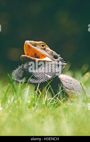 Eastern bärtigen Drachen (Pogona Barbata), New South.Wales, Australien Stockfoto
