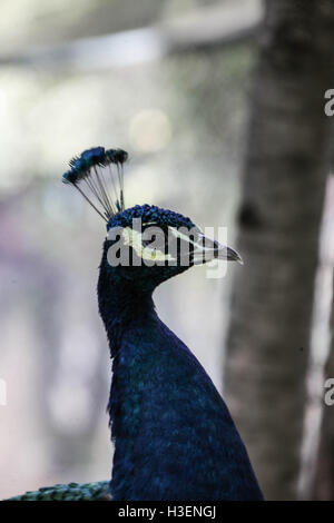 Profil von einem Pfau Stockfoto