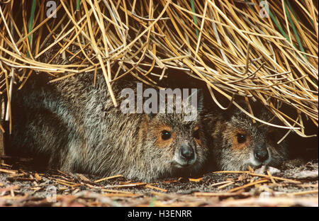 Brillentragende Hase-Wallabys (Lagorchestes Conspicillatus), versteckt unter Spinifex. Nord-Australien Stockfoto