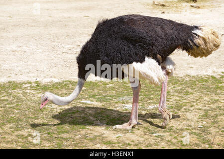 Männliche Ostrich (Struthio Camelus) zu Fuß Stockfoto