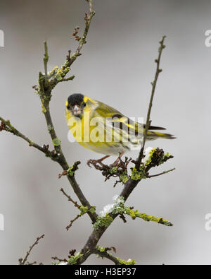 Erlenzeisig, Zuchtjahr Spinus, auf einem Ast im Winter, walisischen Grenzen, UK Stockfoto