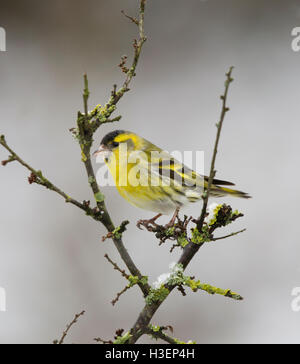 Erlenzeisig, Zuchtjahr Spinus, auf einem Ast im Winter, walisischen Grenzen, UK Stockfoto
