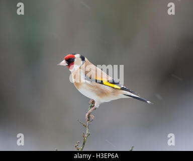 Stieglitz, Zuchtjahr Zuchtjahr, auf einem Ast im winter Stockfoto