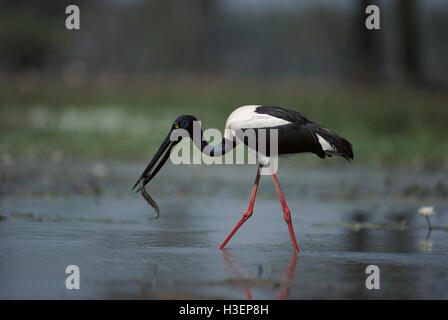 Black-necked Stork (Ephippiorhynchus asiaticus), Angeln. Kakadu National Park, Northern Territory, Australien Stockfoto