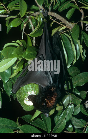 Schwarze Flughund (Pteropus Alecto Gouldii), ernähren sich von Früchten. Stockfoto