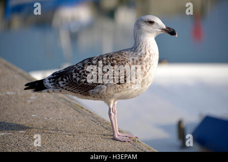 Closeup Profil juvenile Silbermöwe (Larus Argentatus) thront an Wand, in der niedrigen Bretagne in Frankreich Stockfoto