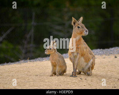 Patagonische Mara und junge (Dolichotis Patagonum) auf Sand sitzend Stockfoto