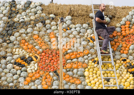 Mann auf einer Leiter eine Kürbis Anzeige entwerfen Stockfoto