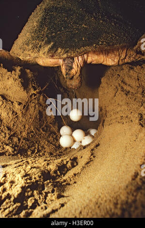 Unechte Karettschildkröte (Caretta Caretta), Eiablage. Stockfoto