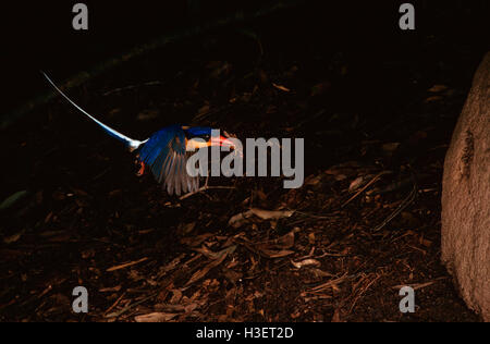 Buff-breasted Paradies - Kingfisher (Tanysiptera Sylvia), fliegen zu sein Nest. Kuranda Range, North Queensland, Australien Stockfoto