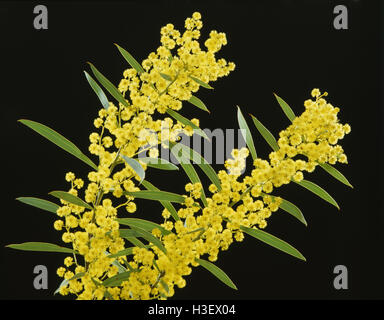 Gold-Akazie (Acacia Pycnantha) Stockfoto