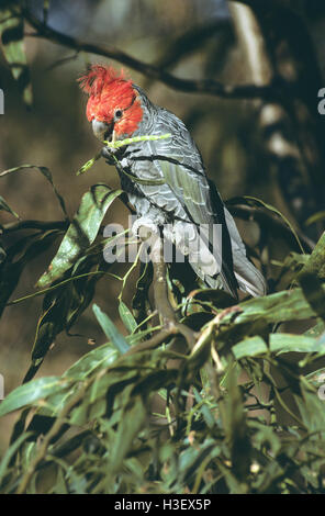 Bande Bande Kakadu (Callocephalon Fimbriatum) Stockfoto