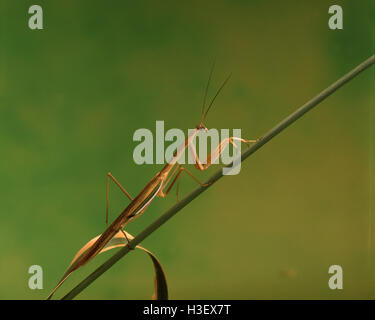 Lila-winged Mantis (Tenodera Australasiae) Stockfoto