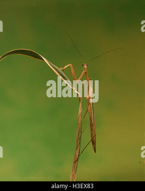 Lila-winged Mantis (Tenodera Australasiae) Stockfoto