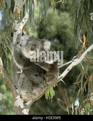 Koala (Phascolarctos Cinereus), weibliche und junge im Baum. Kangaroo Island in Südaustralien Stockfoto