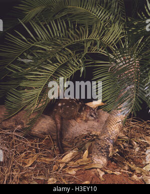 Nördlichen Quoll (Dasyurus Hallucatus) Stockfoto