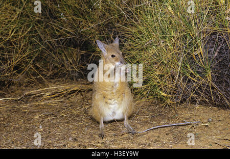 Rufous Hase-Wallaby (Lagorchestes Hirsutus) Stockfoto