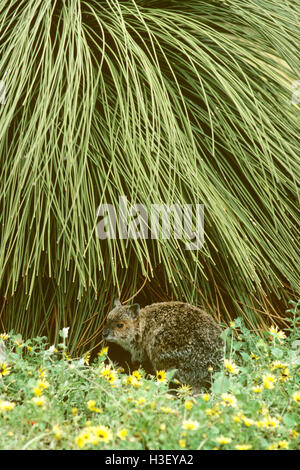 Brillentragende Hase-Wallaby (Lagorchestes Conspicillatus) Stockfoto