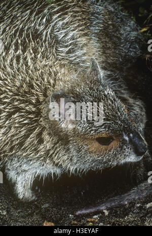 Brillentragende Hase-Wallaby (Lagorchestes Conspicillatus) Stockfoto