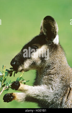 Westlichen Bürste Wallaby (Macropus Irma) Stockfoto